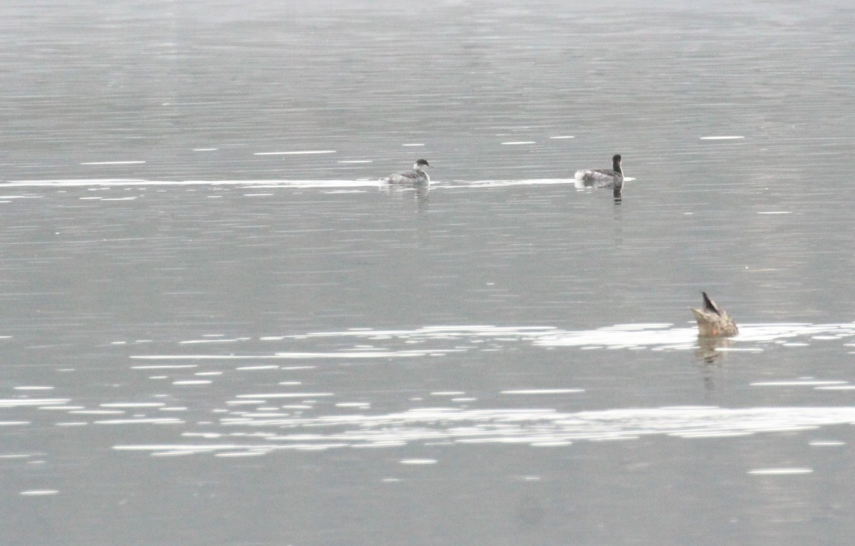 Horned Grebe - ML37827361