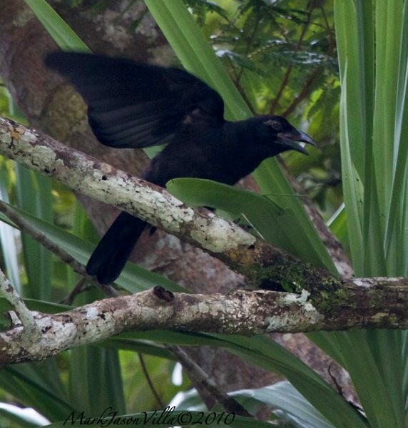 Slender-billed Crow (Sierra Madre) - ML378274811