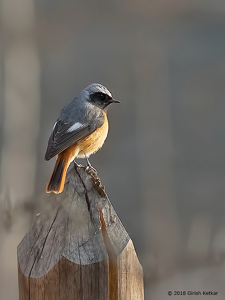 Hodgson's Redstart - ML378275091