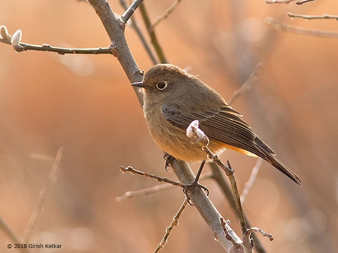 Hodgson's Redstart - ML378275241