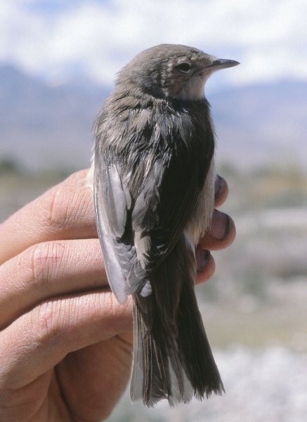 Garden Warbler - ML378275521