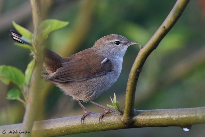 Cetti's Warbler - C. Abhinav