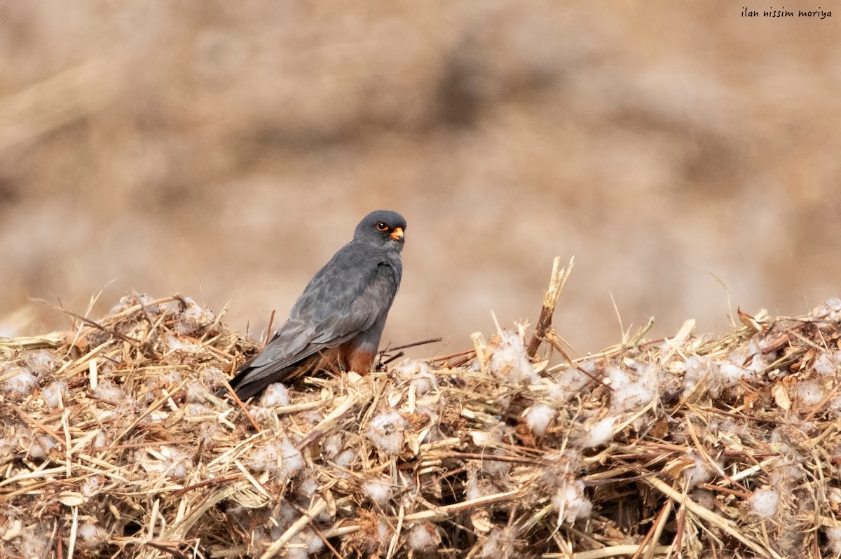 Red-footed Falcon - ML378276201