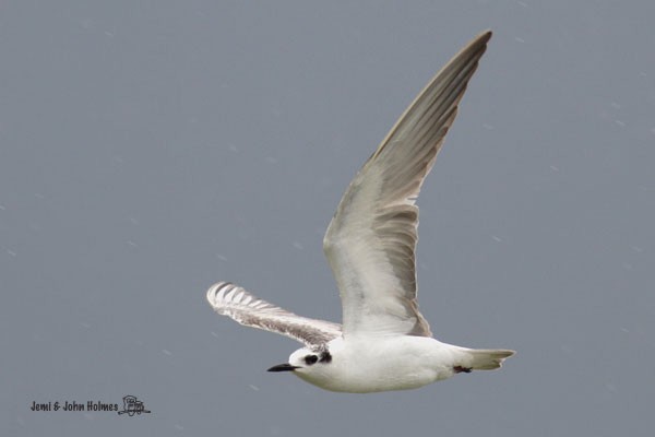 Whiskered Tern - ML378277011