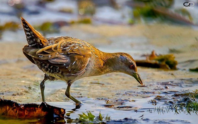 Baillon's Crake (Eastern) - ML378277451