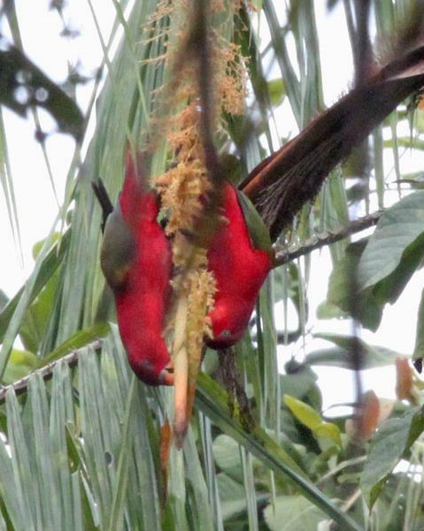 Chattering Lory - ML378278051