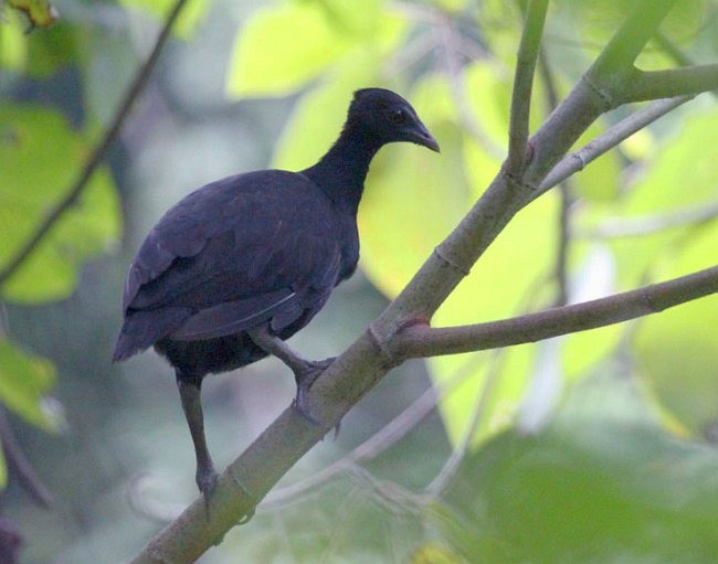 Dusky Megapode (Dusky) - Hanom Bashari