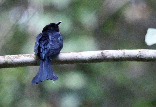 Cuclillo Drongo Moluqueño - ML378278121