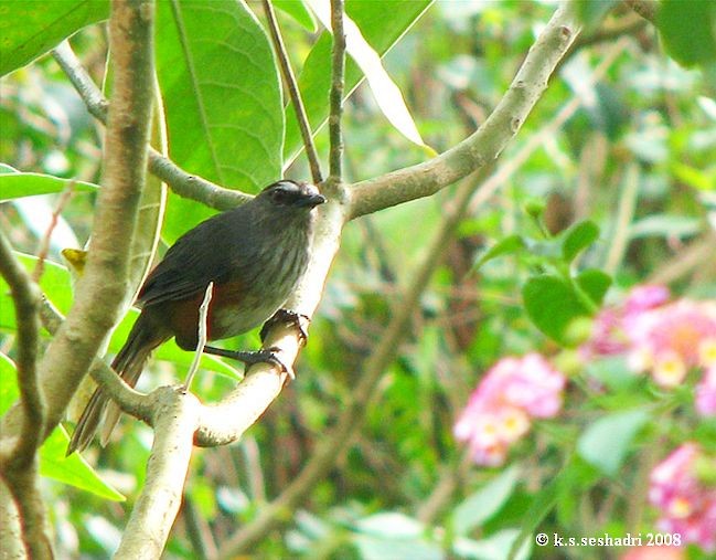 Ashambu Laughingthrush - ML378278841