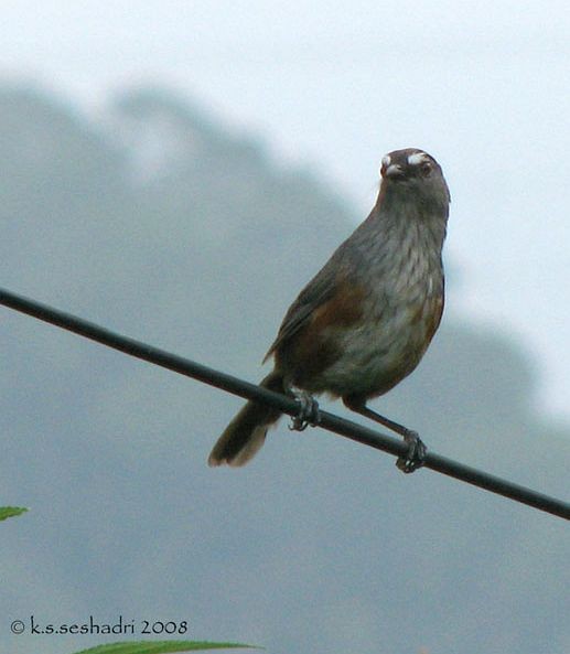Ashambu Laughingthrush - ML378278861