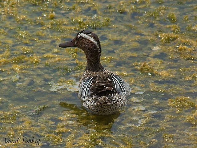 Garganey - ML378279131