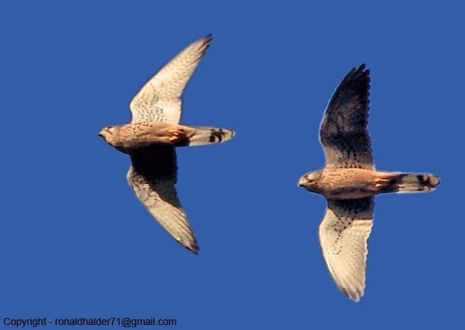 Lesser Kestrel - Ronald Halder