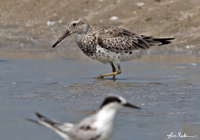 Great Knot - ML378280111