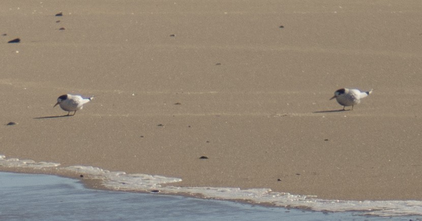 Australian Fairy Tern - ML378280381