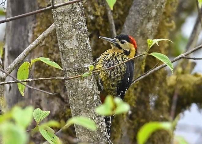 Darjeeling Woodpecker - ML378281031