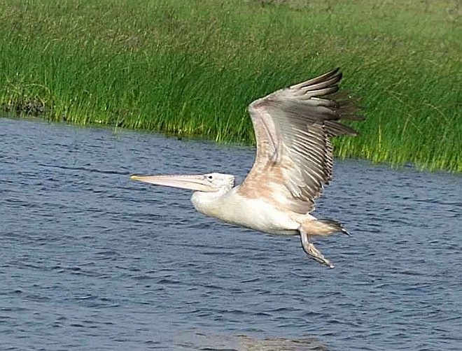 Spot-billed Pelican - ML378281421