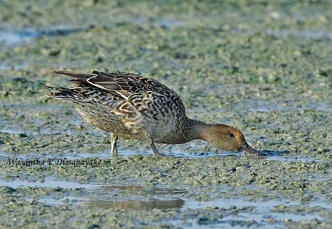 Northern Shoveler - ML378281461