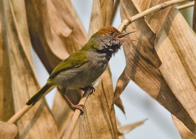 Dark-necked Tailorbird - ML378281531