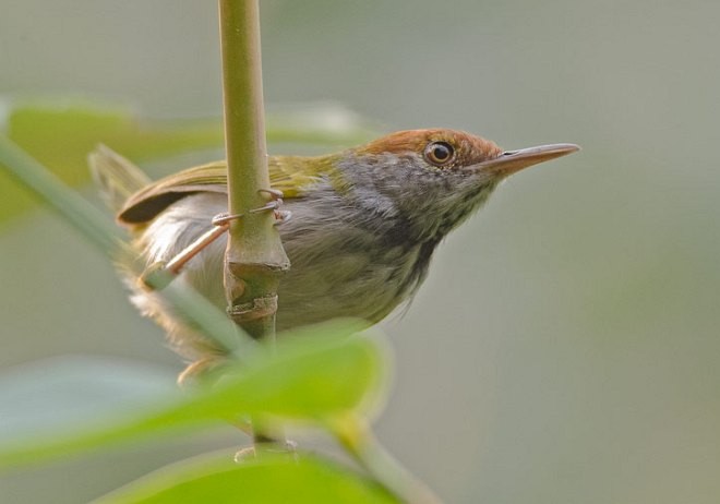 Dark-necked Tailorbird - ML378281651