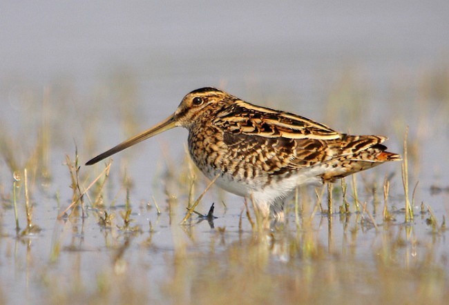 Common Snipe - ML378282161