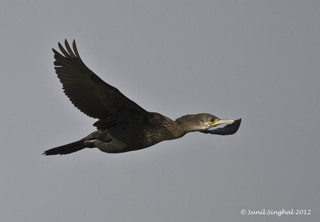 Indian Cormorant - ML378282811