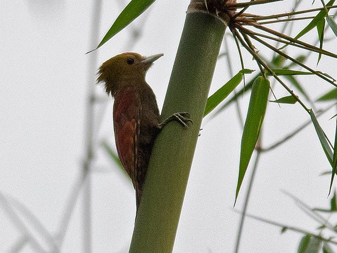 Pale-headed Woodpecker - ML378282821