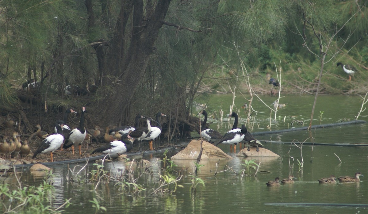 Magpie Goose - ML378283101