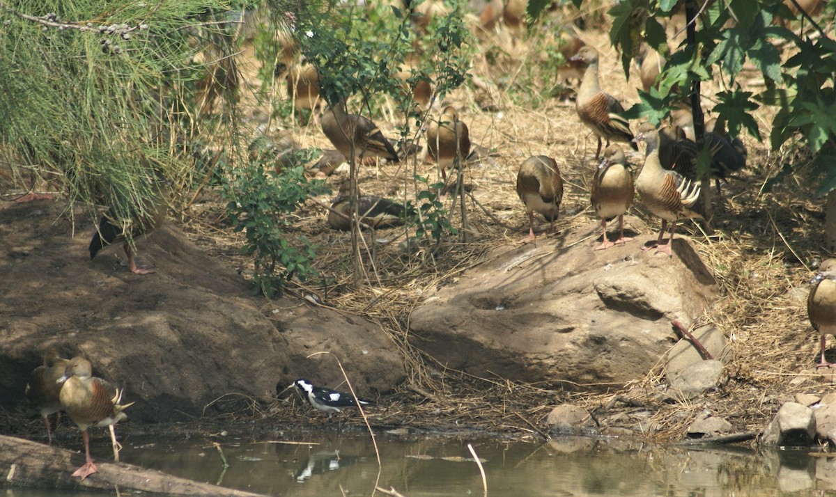 Plumed Whistling-Duck - ML378283581