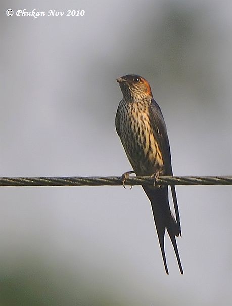 Eastern Red-rumped Swallow (Striated) - ML378283921
