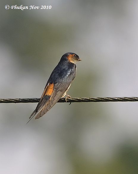 Eastern Red-rumped Swallow (Striated) - ML378283931
