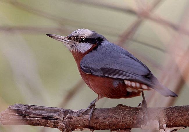 Chestnut-bellied Nuthatch - ML378284421
