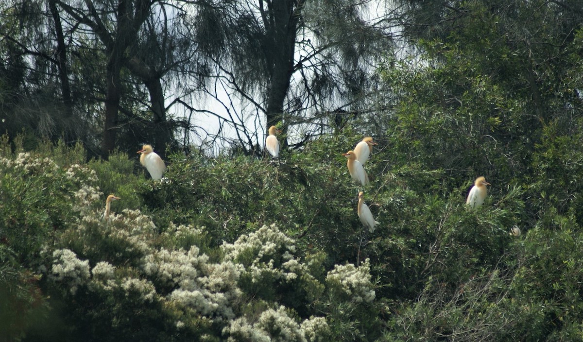 Eastern Cattle Egret - ML378284431