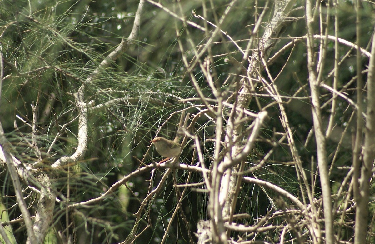 Superb Fairywren - ML378284481