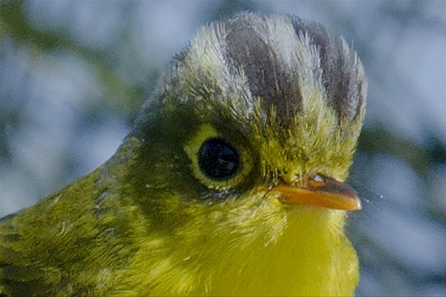 White-spectacled Warbler - ML378285751