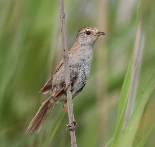 Marsh Grassbird - Vivek Tiwari