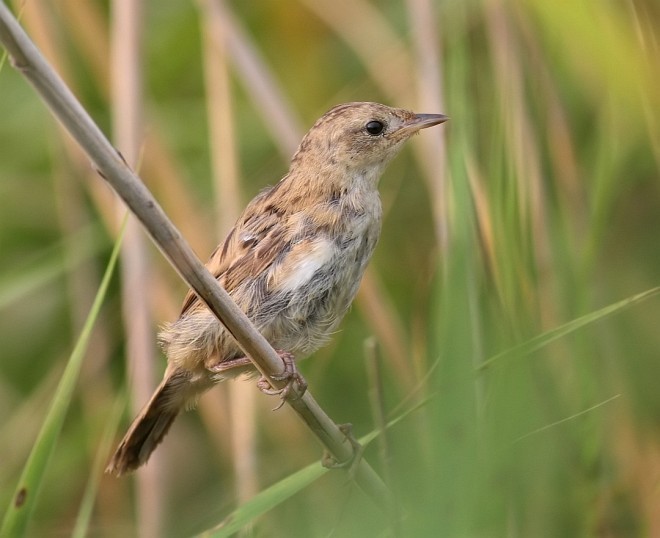 Marsh Grassbird - Vivek Tiwari