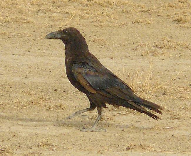 Common Raven - ML378286371