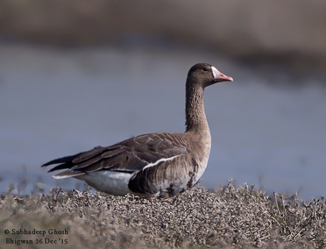 Greater White-fronted Goose - ML378287941