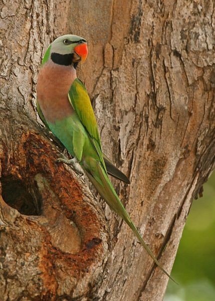 Red-breasted Parakeet - Mervin Quah
