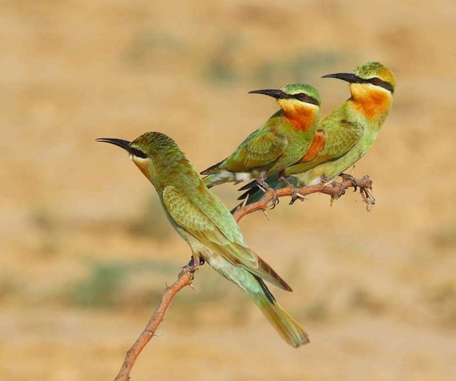 Blue-cheeked Bee-eater - ML378288651
