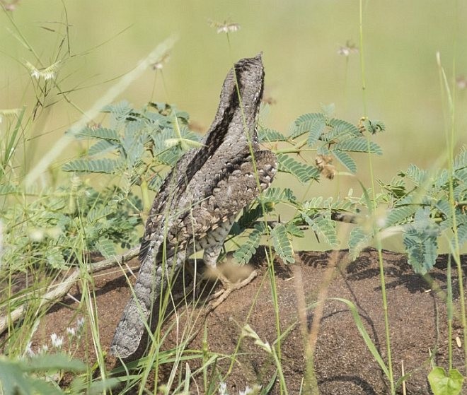 Eurasian Wryneck - ML378288881