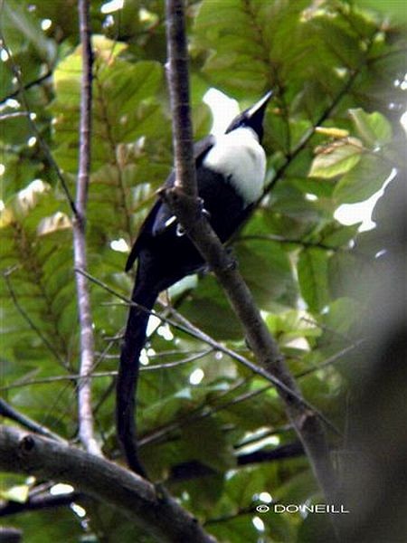 White-necked Myna (Northern) - ML378290021