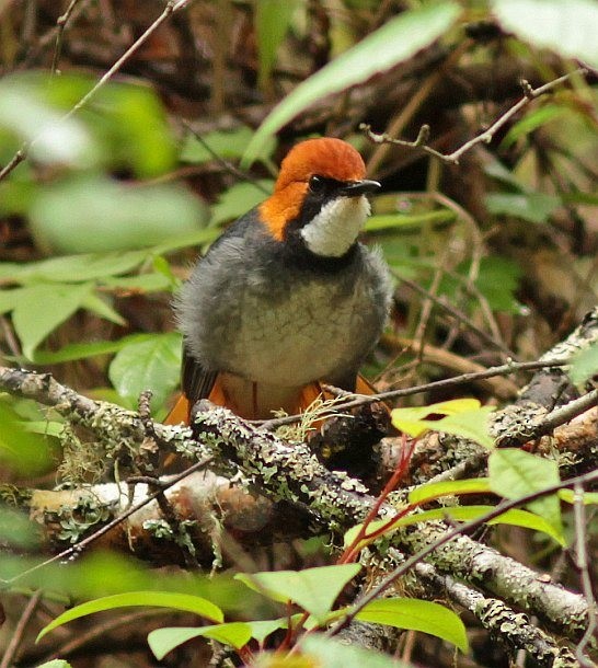 Rufous-headed Robin - ML378291051