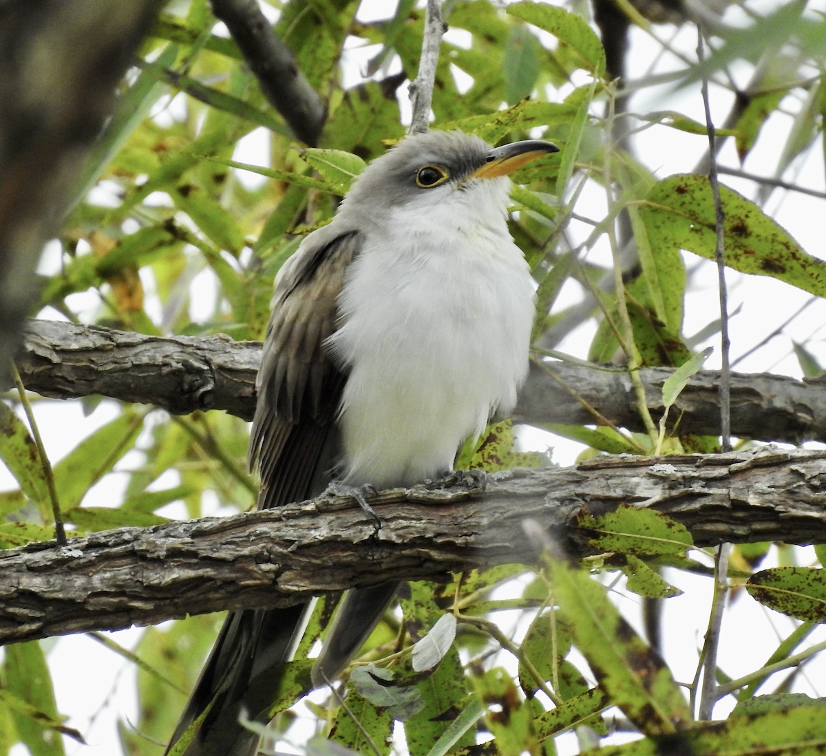 Yellow-billed Cuckoo - ML378291251