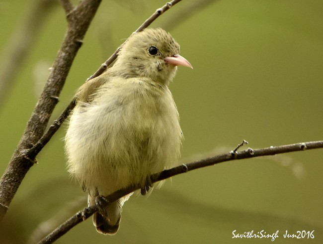 Pale-billed Flowerpecker - ML378291511