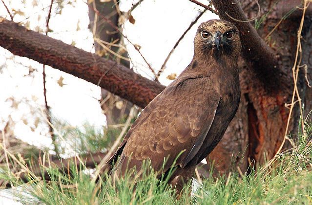 Changeable Hawk-Eagle (Changeable) - Mervin Quah