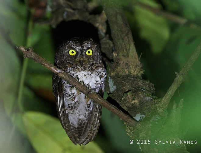 Mindanao Scops-Owl - ML378293041