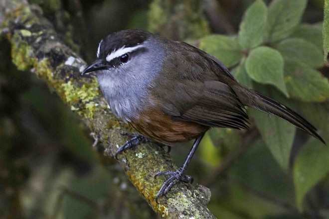 Palani Laughingthrush - ML378293541