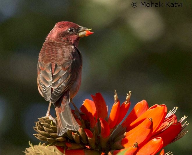 Common Rosefinch - ML378293561