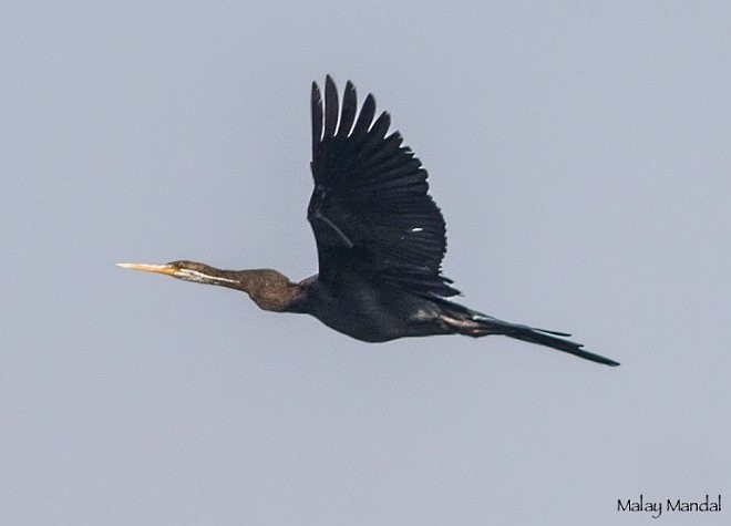 Oriental Darter - ML378293991